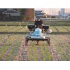 1/3【小麦3.1葉】