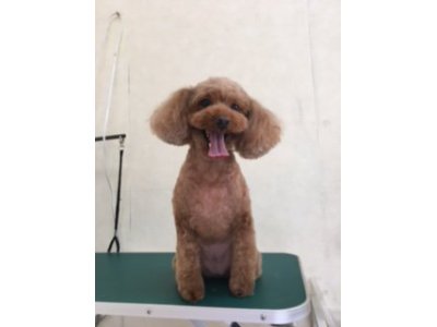 りんちゃん