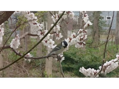 今日明日は営業