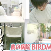 鳥の病院BIRDMORE