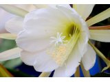 清楚な白い色、クジャクサボテンの花