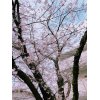 桜の花が満開です