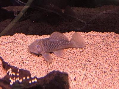 ダルマ