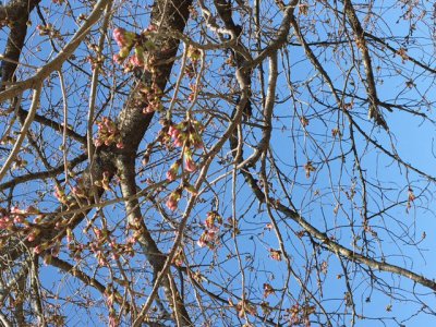 いよいよ桜の花も。