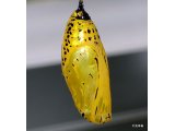 オオゴマダラ蝶の黄金の蛹をもらいました（＾ｕ＾）