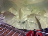 最新入荷魚