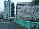 桜満開　面影橋