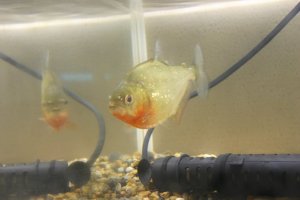 観賞魚 熱帯魚販売 小島商会の日記