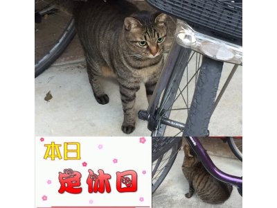 おはようございます。今日はお休みです。