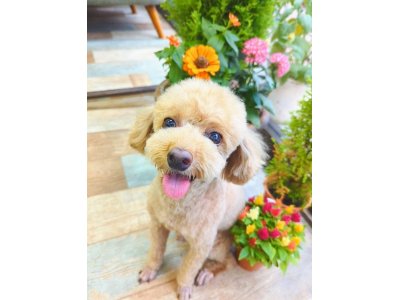 ちゃいろくん