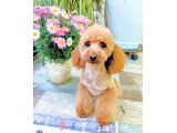 ビビィちゃん