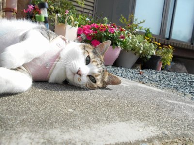 昨日の録画は・・・