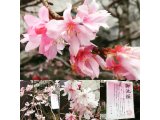 御池桜が咲いていました！2017.2.26