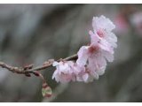桜の開花発表！！