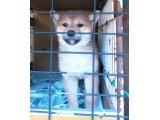 春ちゃんの子犬、男の子１匹、新しいご家族様が、決まりました。
