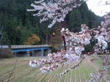 豊田市大野瀬町で四季桜が満開です　