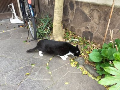 おはようございます。きょうも元気な笑顔で頑張りましょう。