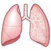 呼吸器（肺）