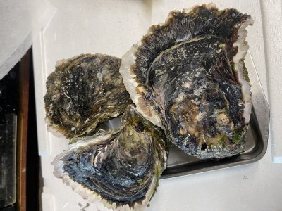 今日もしっかり仕込みしてます