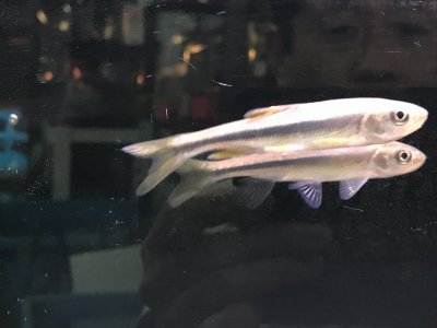 川魚いっぱい