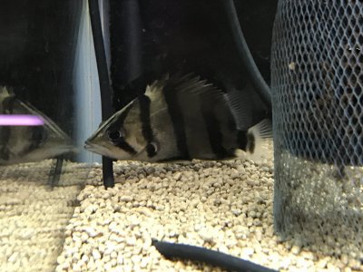 ダトニオ