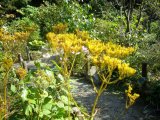 秋の七草　黄色の花のオミナエシ