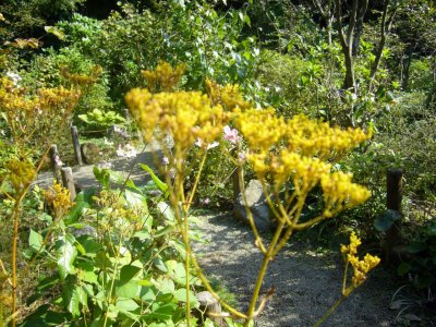 秋の七草　黄色の花のオミナエシ