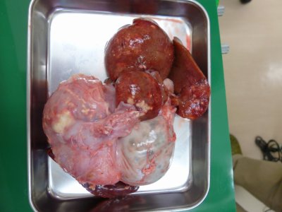ウサギの消化管膿瘍（肝膿瘍・胃膿瘍）【大阪府堺市の動物病院】