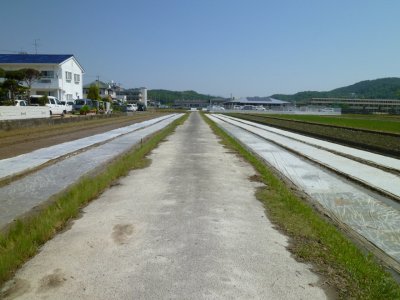 2016/5/17　苗代の苗箱並べ、無事終了しました！('ω')ノ