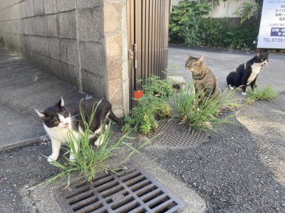 おはようございます。きょうもハッピーな笑顔で頑張りましょう。