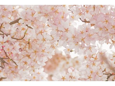 由布市の桜の見ごろは？