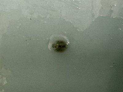嫌な奴が金魚の水槽から現れた