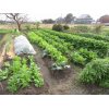 11/8『鍋の食卓も想い→畑づくり』