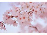 大阪府・桜の名所、お花見スポットベストテン＆開花情報！ 