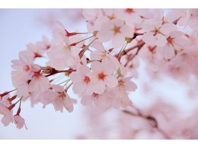 大阪府・桜の名所、お花見スポットベストテン＆開花情報！ 