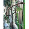 お店のぶどう棚が・・・・