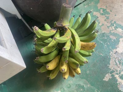 業界の島バナナのような存在になりたい
