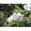 伊豆大島のホタルブクロは濃緑の椿の森に咲く純白の妖精のようでした