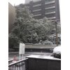 東京で大雪
