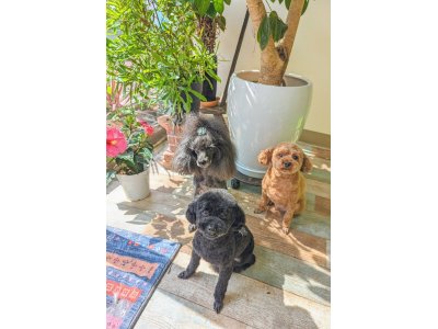 リリー＆チータ＆アロ
