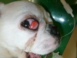 犬（フレンチブルドック）のチェリーアイ（目が飛び出てる、目が腫れてる、目にできものができてる）【大阪府堺市の動物病院】