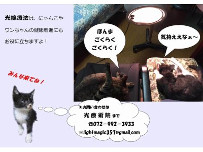 光線療法でわんちゃん、にゃんこも元気になります。