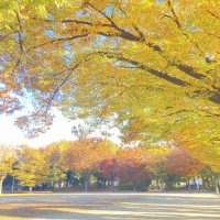 犬の幼稚園　ワンツウクラブ