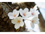 櫻・桜