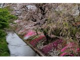 最後の桜と芝桜　(渋田川）