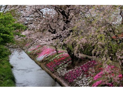 最後の桜と芝桜　(渋田川）