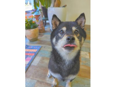 モモちゃん