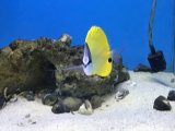 フエヤッコ