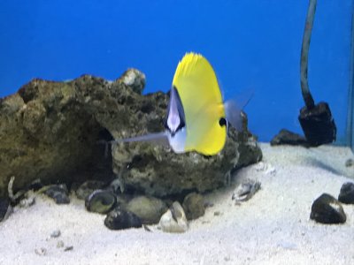 フエヤッコ