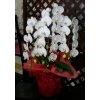 〝胡蝶蘭”　ご来店、お引き取りの花。　(＃前橋の花屋）